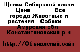 Щенки Сибирской хаски › Цена ­ 18 000 - Все города Животные и растения » Собаки   . Амурская обл.,Константиновский р-н